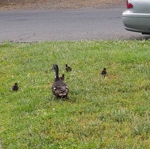 Meet your Posher, Barbara